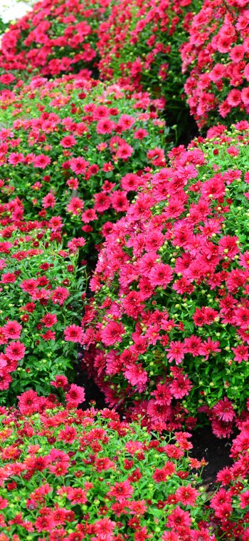 pink flower flower nature chrysanthemum Phone Wallpaper