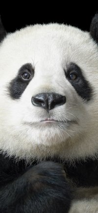 Panda iPhone HD phone wallpaper | Pxfuel