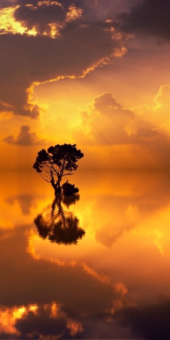  Tree Reflected in the Lake