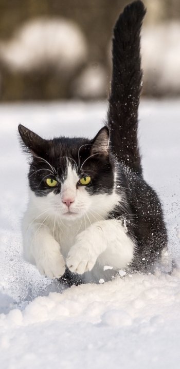  Black and White Cat Running Through the Snow
