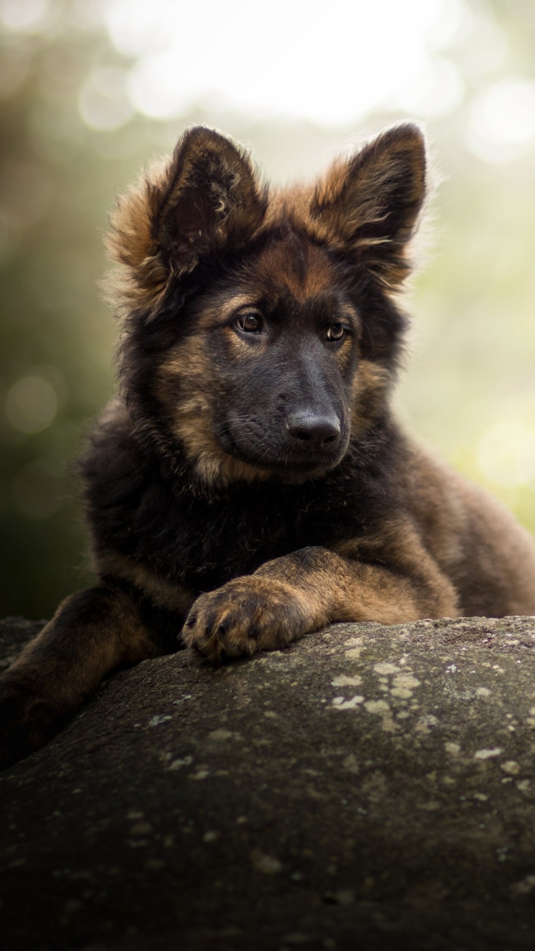 Download Puppy Baby Animal Dog Animal German Shepherd Phone Wallpaper
