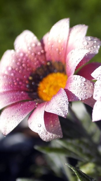 water drop dew pink flower close-up nature flower Phone Wallpaper