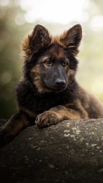 puppy baby animal dog Animal german shepherd Phone Wallpaper