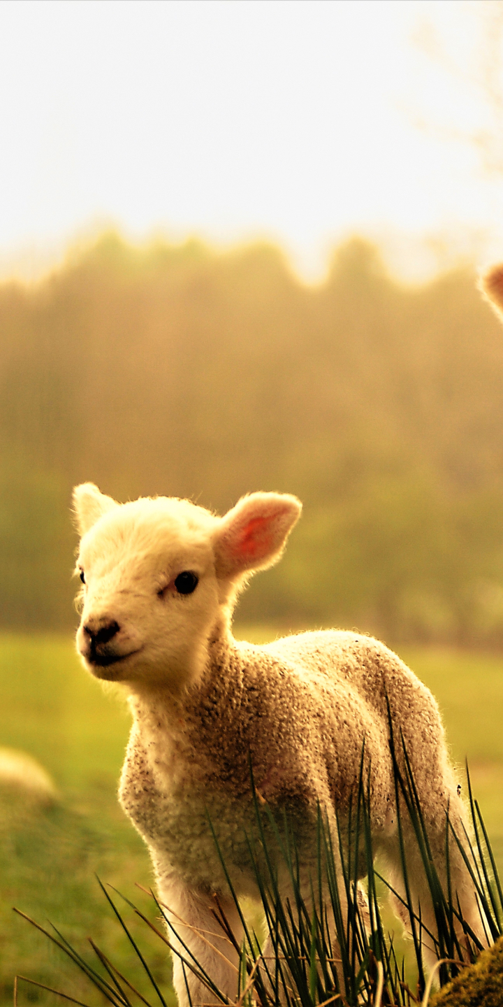 Two Cute Little Lambs