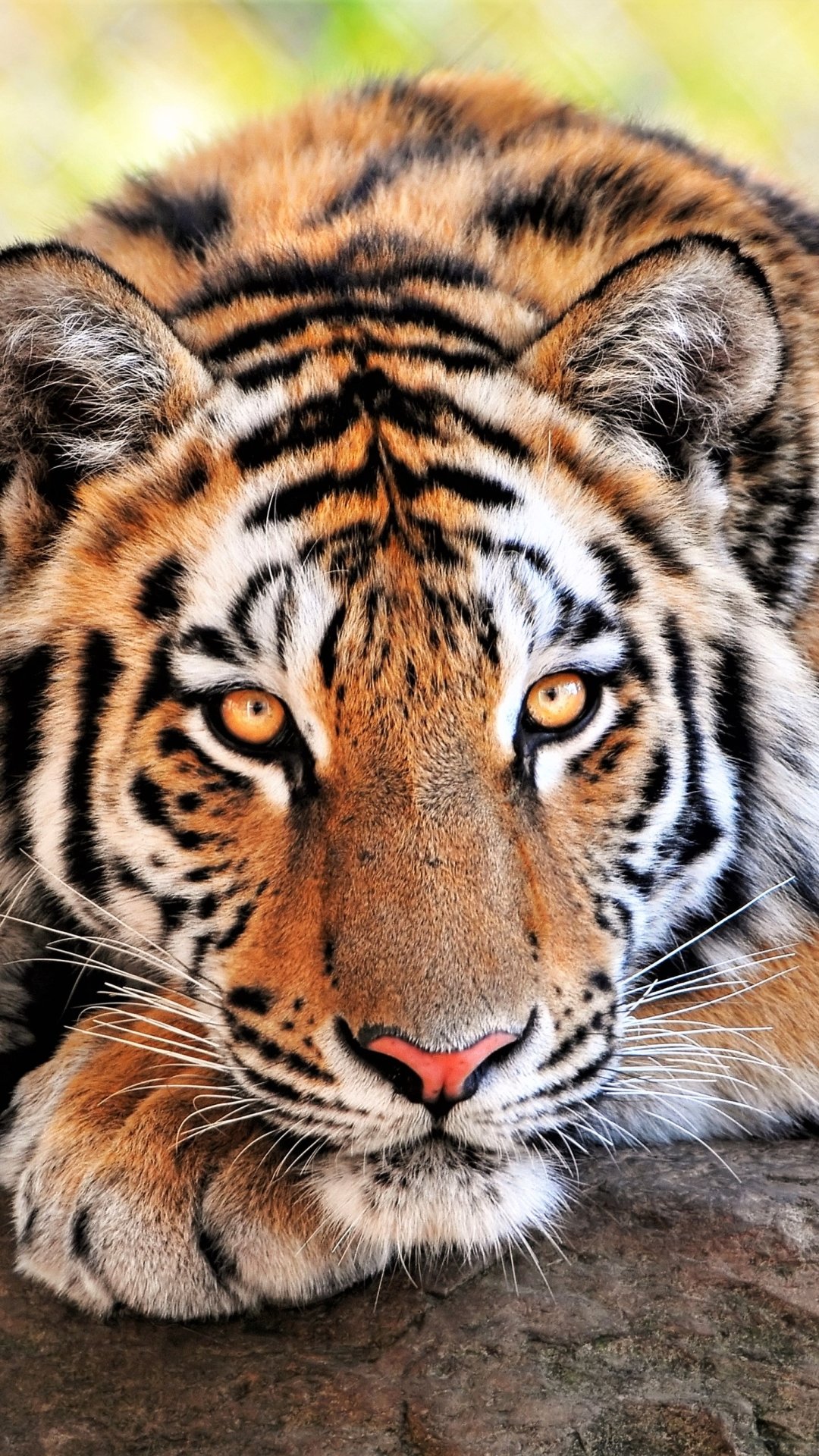 Bengal Tiger iPhone Wallpapers