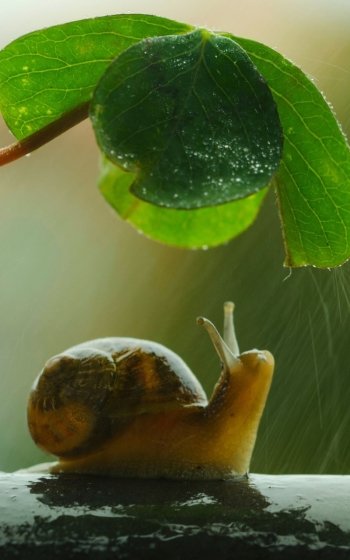 insect rain Animal snail Phone Wallpaper