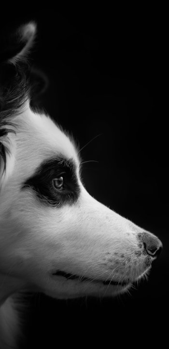 Black & White Animal dog Phone Wallpaper