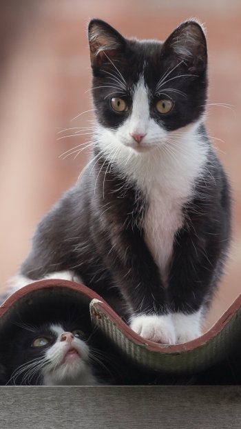 Phone wallpaper of a black-and-white kitten (baby animal) perched on a roof edge, with another kitten peeking up beneath — a close-up, playful cat portrait.