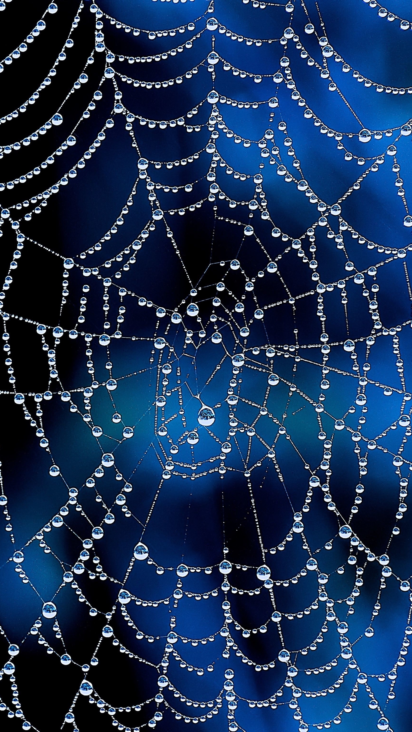 Spider Web Phone Wallpaper