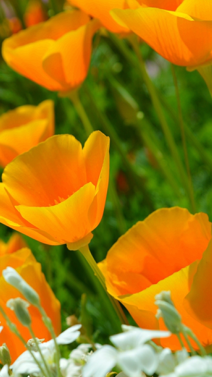 California poppy 1080P 2K 4K 5K HD wallpapers free download  Wallpaper  Flare