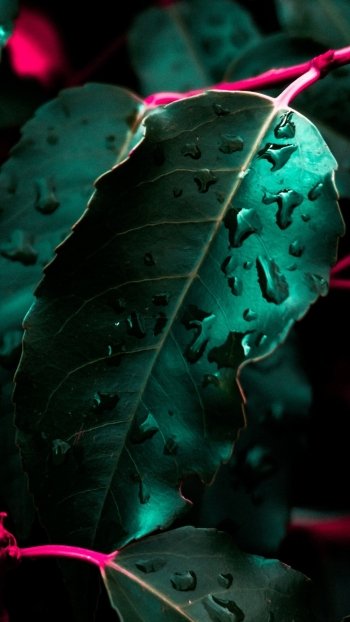 nature leaf Phone Wallpaper