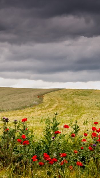 cloud landscape red flower poppy summer nature field Phone Wallpaper