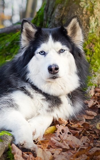  Nice Dog
