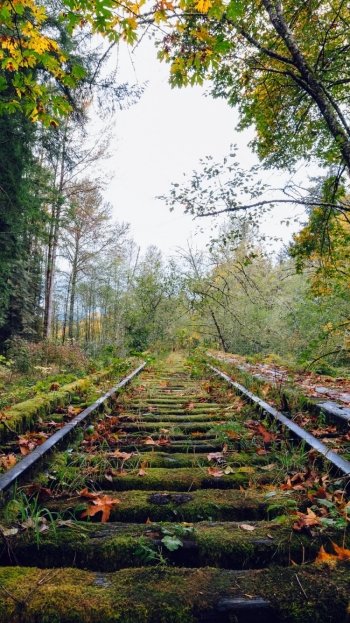 forest nature man made railroad Phone Wallpaper