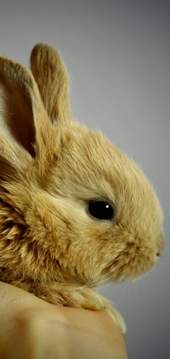  Furry Little Bunny