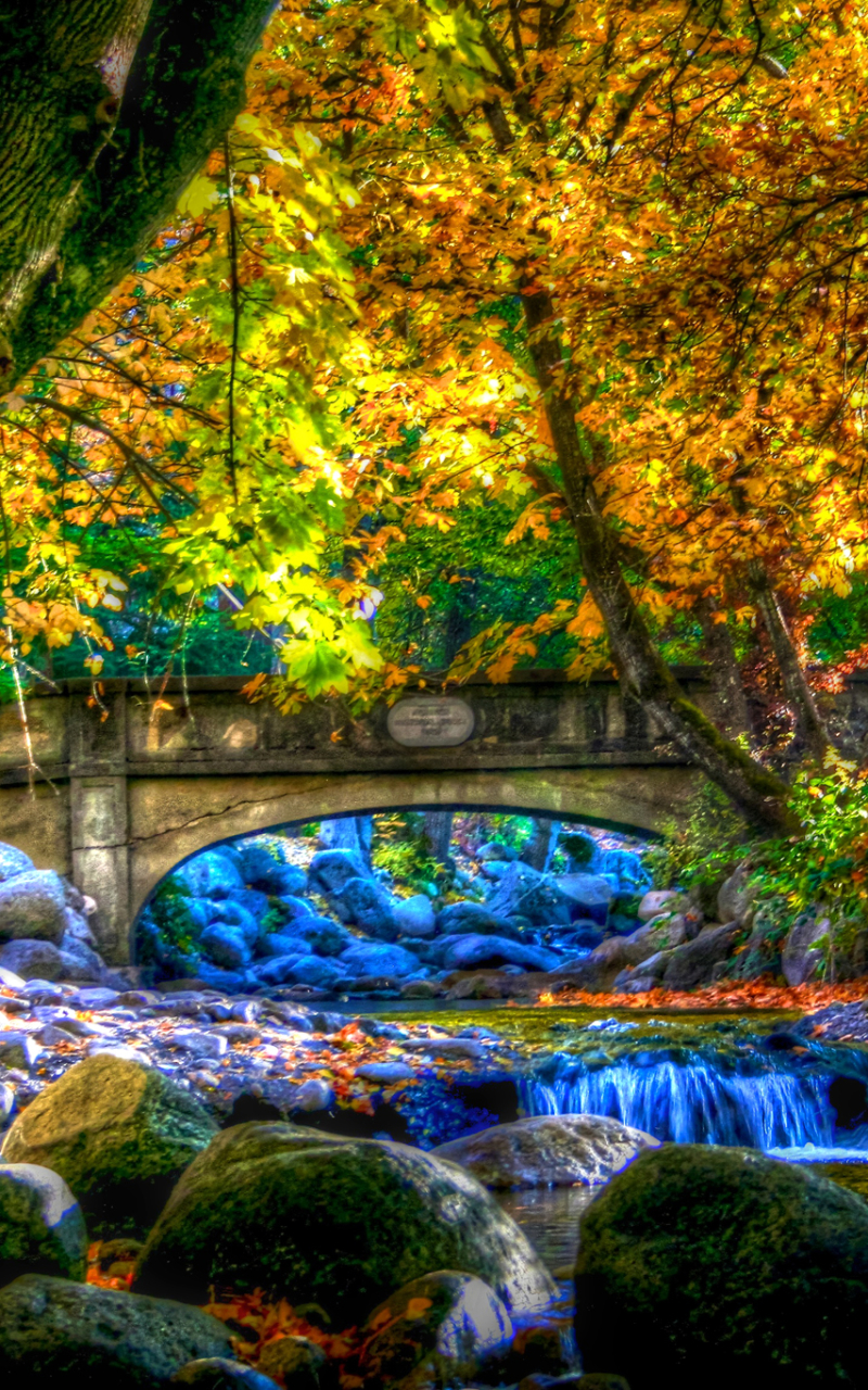 Bridge and Waterfall Stream in Autumn Forest