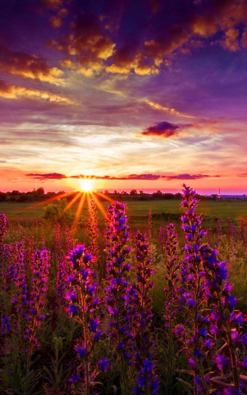 Lupines at Sunset