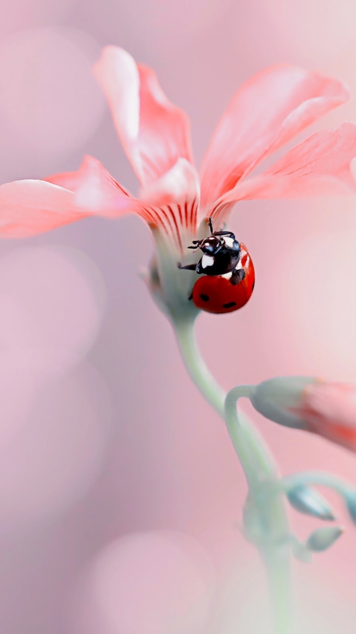 Ladybug Wallpaper - Etsy Australia
