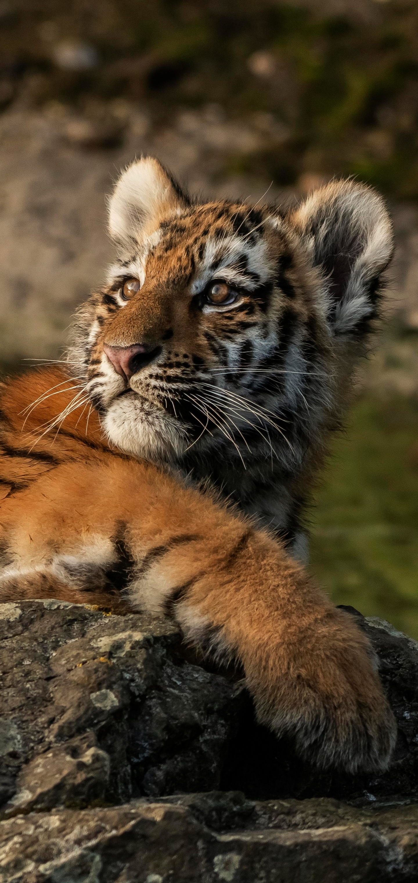 Cute Baby Tiger Wallpaper - Download to your mobile from PHONEKY