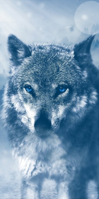  Blue eyed wolf by Jonny Lindner