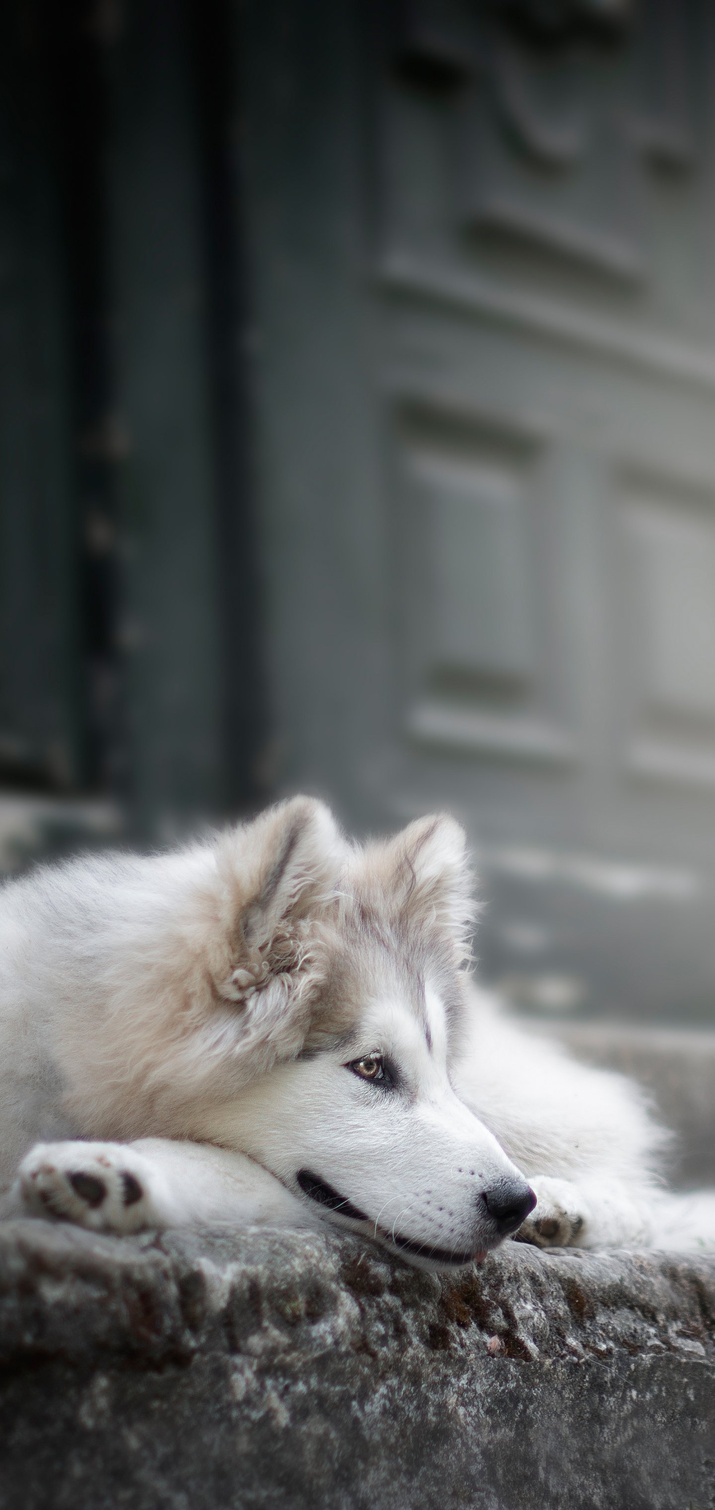 Download Dog Animal Siberian Husky Phone Wallpaper