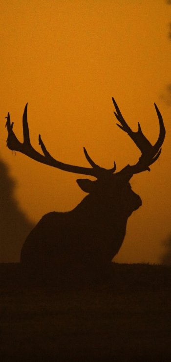 nature Animal deer Phone Wallpaper