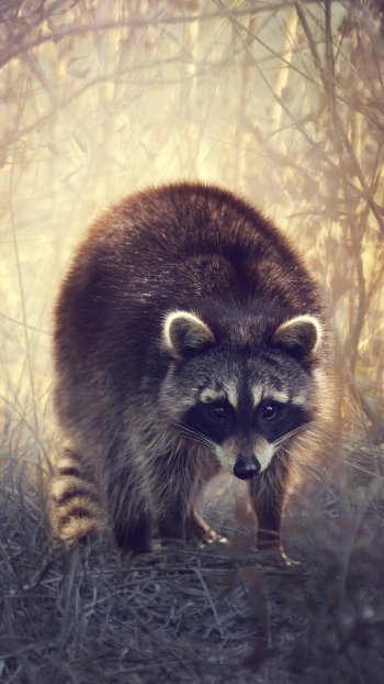 Animal raccoon Phone Wallpaper
