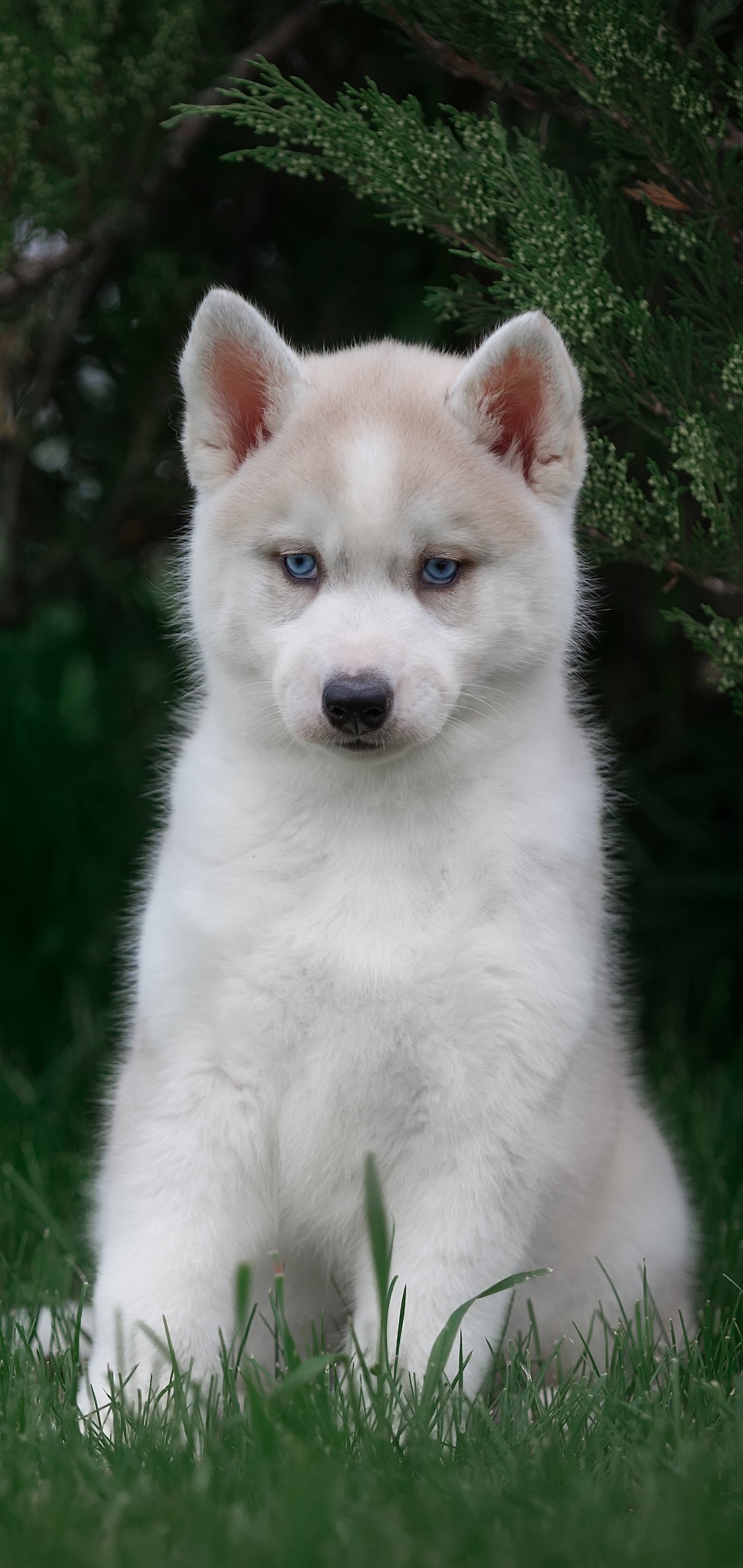 Download Baby Animal Dog Puppy Animal Husky Phone Wallpaper
