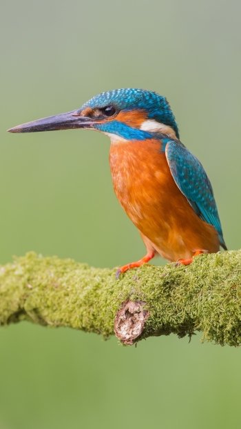 branch bird Animal kingfisher Phone Wallpaper