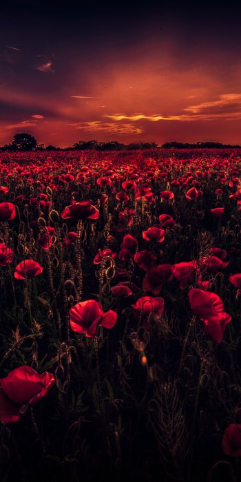  Dark Sunset over Poppy Field