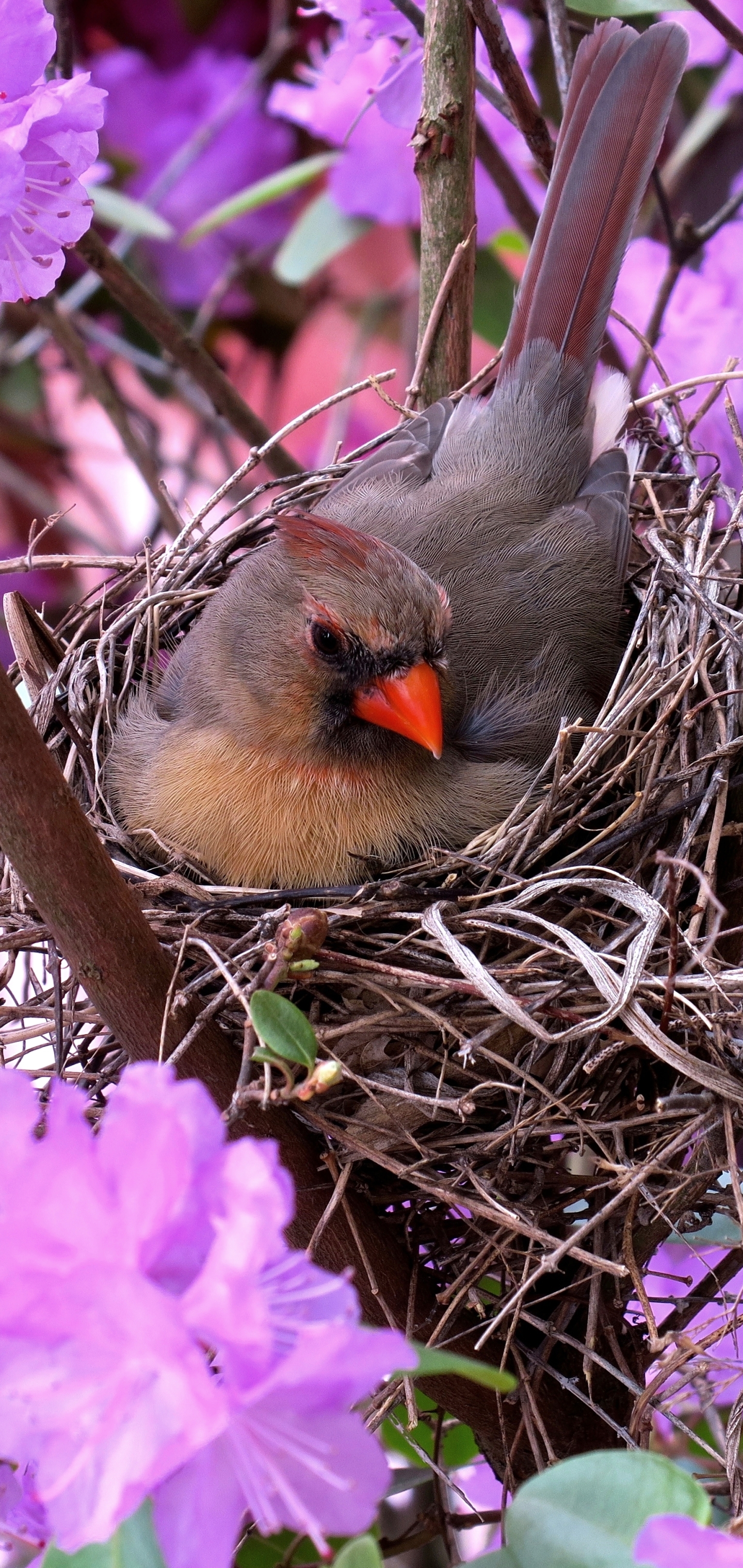 Cardinal in Her Nest