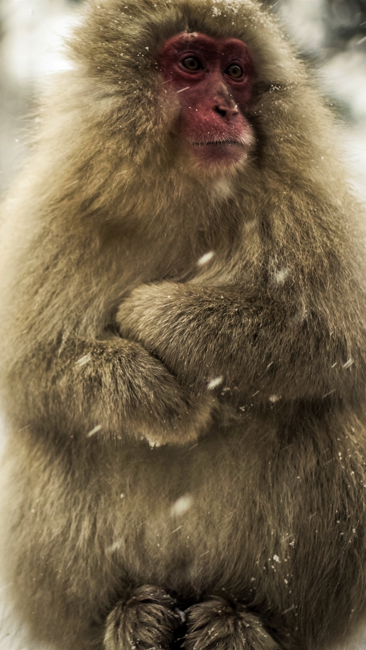 Japanese Macaque Phone Wallpaper