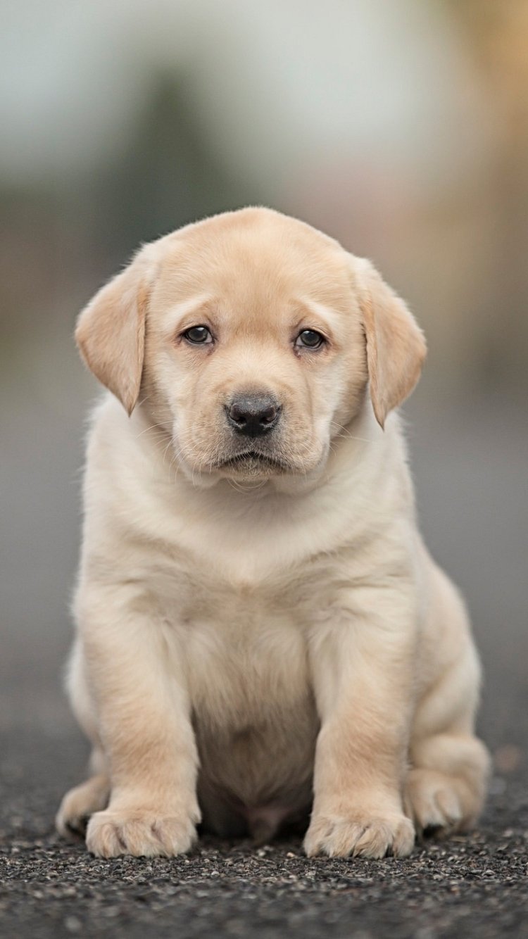 Lab Puppies