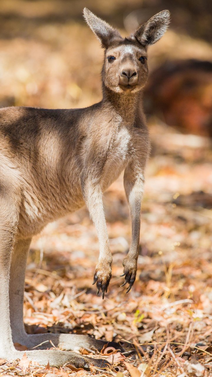 Download Australia Marsupial Animal Kangaroo Phone Wallpaper