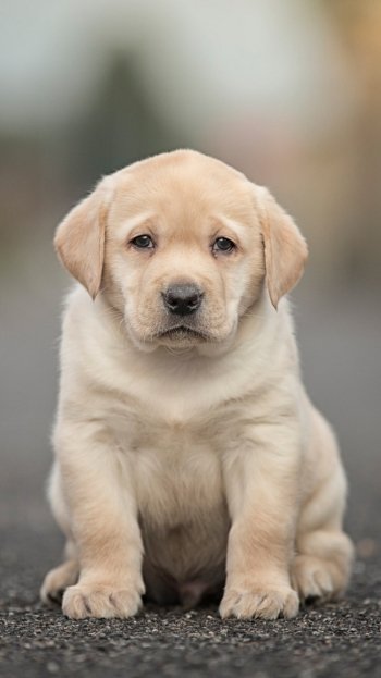 depth of field puppy baby animal dog Animal Labrador Retriever Phone Wallpaper