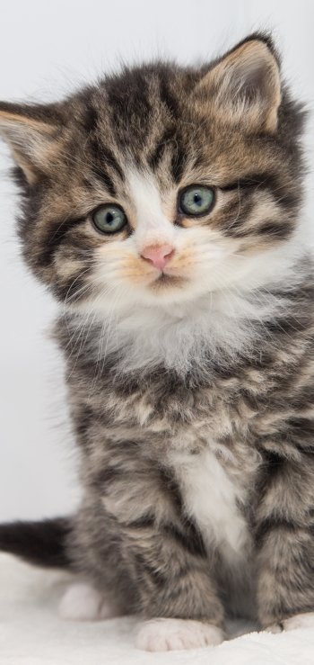 kitten baby animal Animal cat Phone Wallpaper