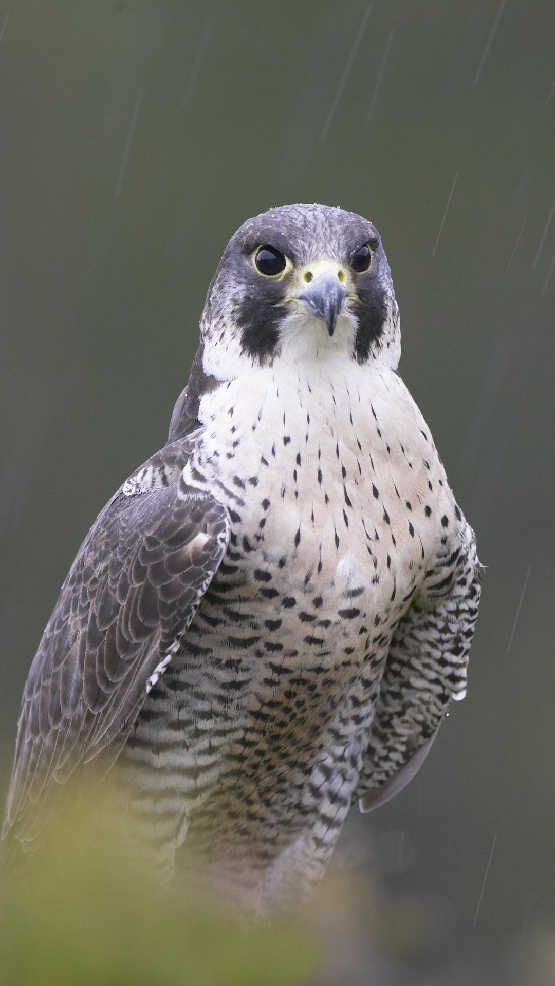 Download Bird Animal Peregrine Falcon Phone Wallpaper