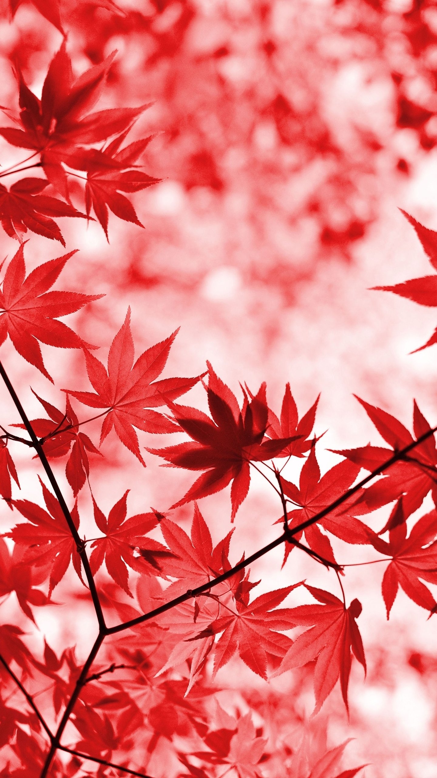 Download Nature Leaf Phone Wallpaper