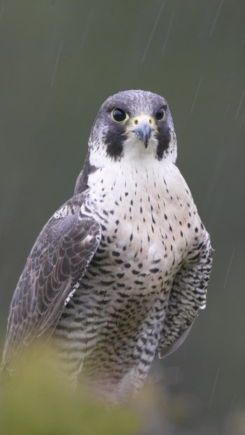 bird Animal peregrine falcon Phone Wallpaper