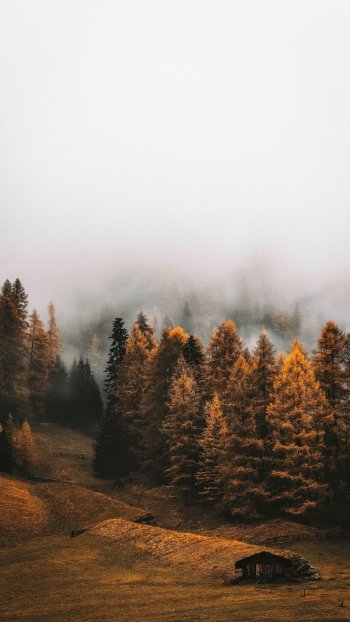 forest nature fog Phone Wallpaper