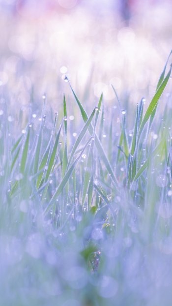 macro bokeh nature grass Phone Wallpaper