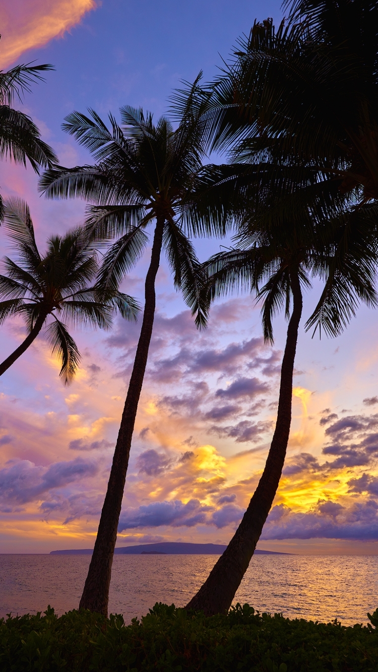 Palm Trees in the Sunset