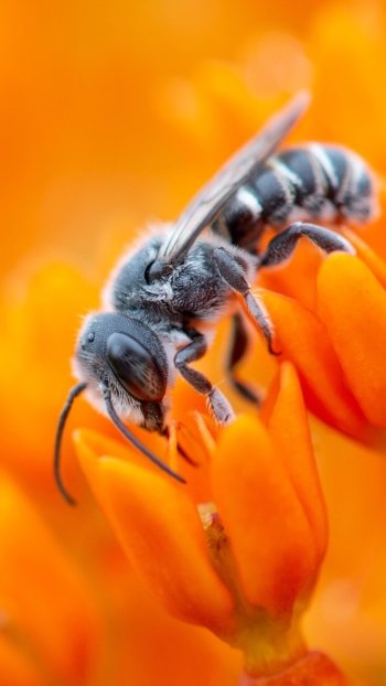 flower insect macro Animal bee Phone Wallpaper