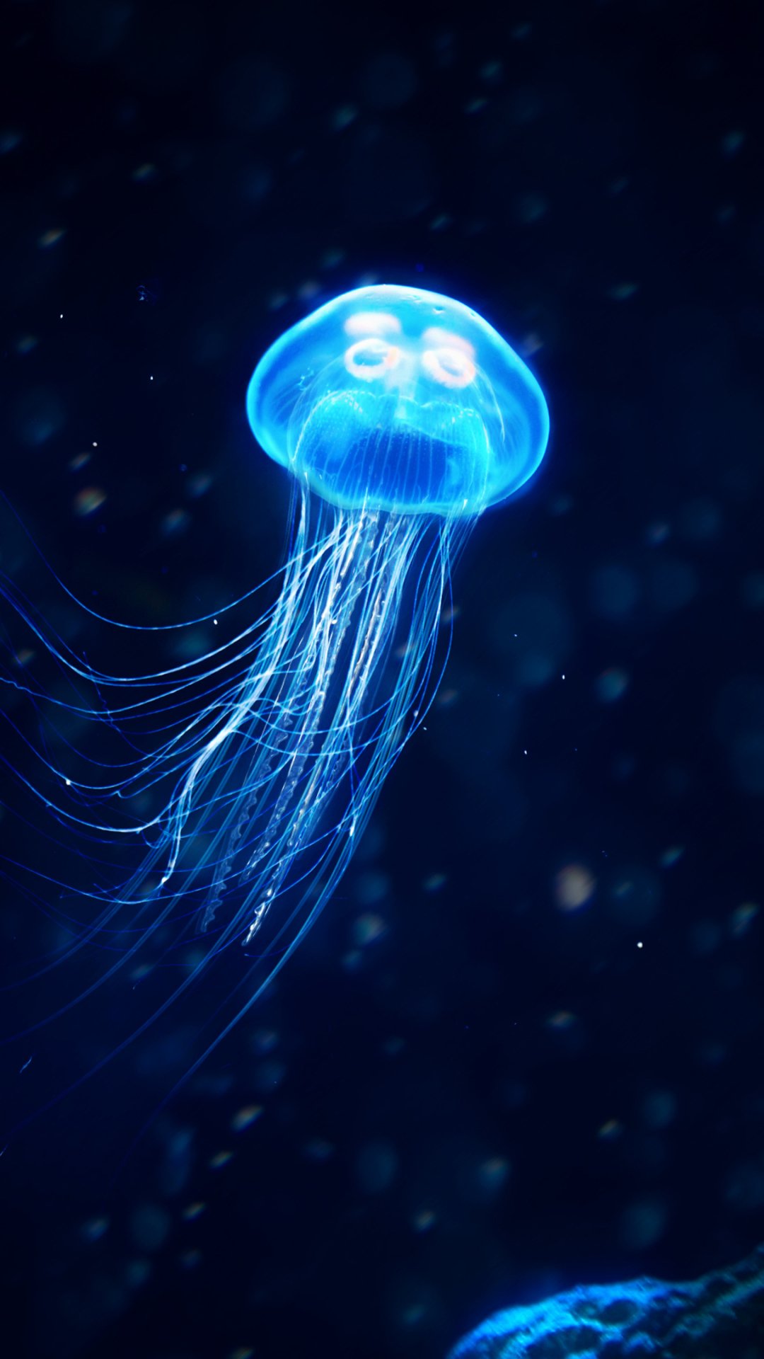 Glowing Jellyfish - Desktop Wallpapers, Phone Wallpaper, PFP, Gifs, and