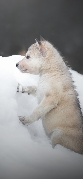 baby animal snow cub Animal wolf Phone Wallpaper