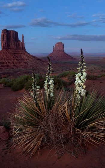 USA desert nature landscape monument valley Phone Wallpaper