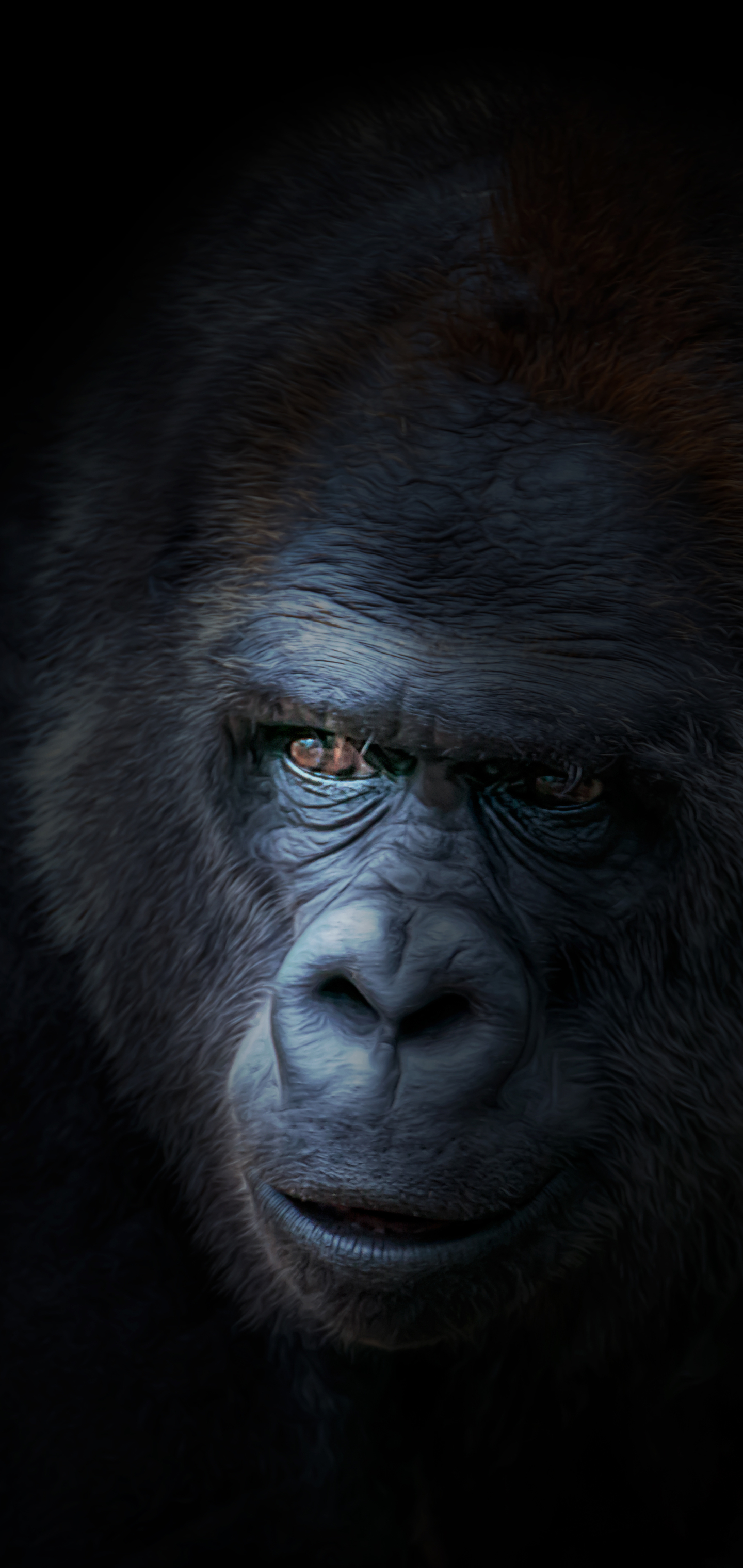 Gorilla Phone Wallpaper by Chris Frank