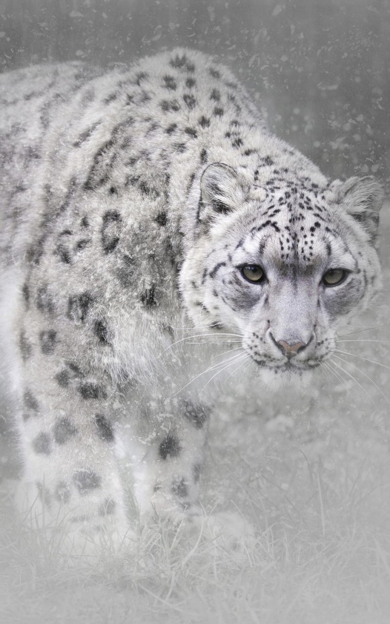 Download Snowfall Animal Snow Leopard Phone Wallpaper