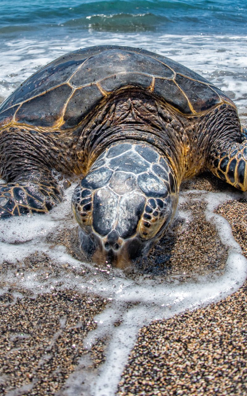 Download Animal Turtle Phone Wallpaper