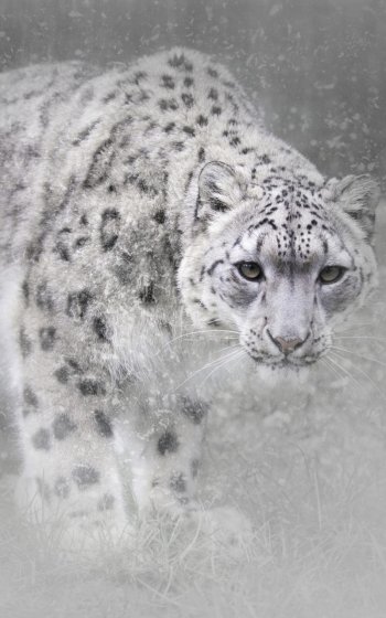 snowfall Animal snow leopard Phone Wallpaper
